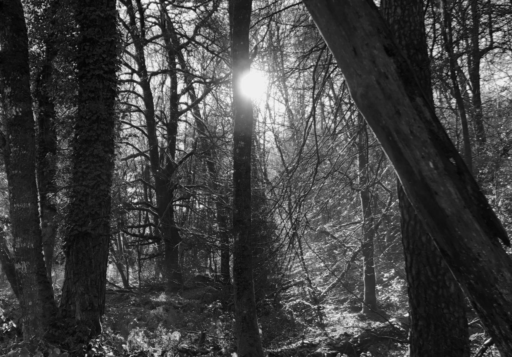 cropped-cropped-IMG_0097-scaled-1-3.jpeg